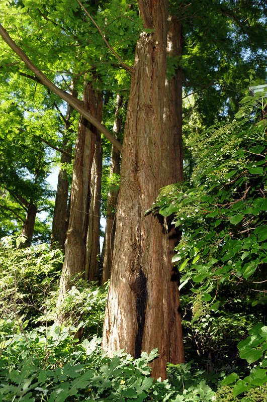 100619_109.JPG